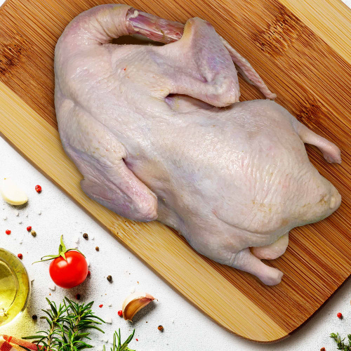 утка обычная_6